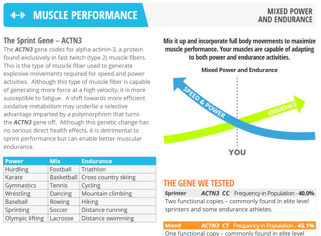 Muscle Performance page from the Fitness DNA Profile sample report: the ACTN3 explanation, the speed-and-power to endurance graphic with the reader's position marked, and the tested ACTN3 genotypes